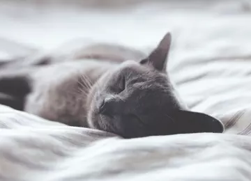 5 mythes à déboulonner sur l’apnée du sommeil