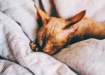 La sieste et ses vertus