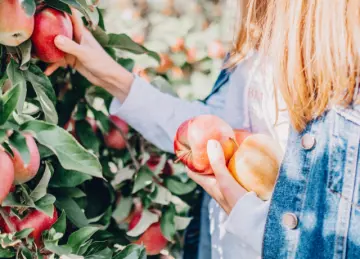 Les risques de blessures durant la cueillette de pommes