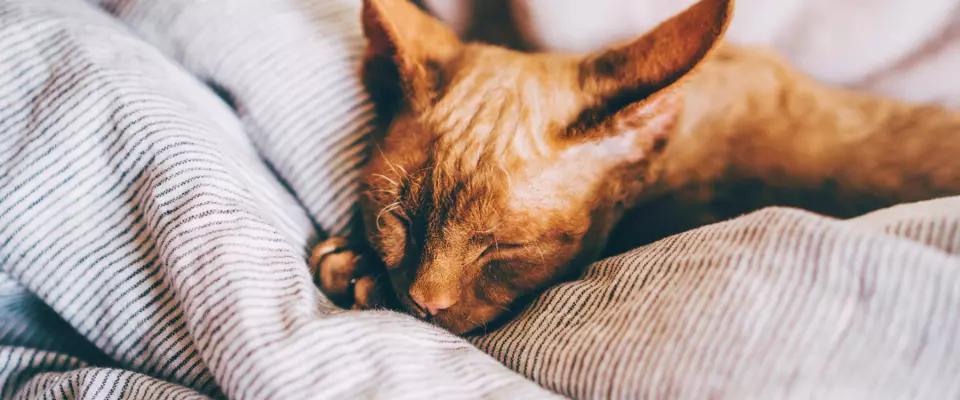 La sieste et ses vertus