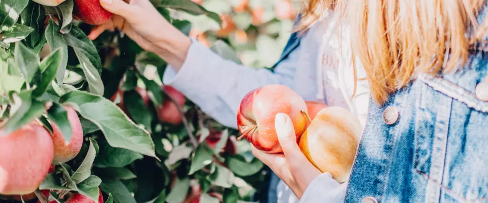 Les risques de blessures durant la cueillette de pommes